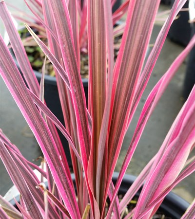 False Dracaena Electric Pink